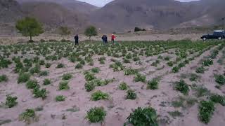 Challando Plantaciones de Papa en Huallchapi Oruro [upl. by Arnon]