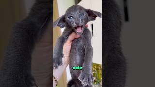 Beautiful shorthair cat heartwarming animals animallover cat [upl. by Gnanmas]