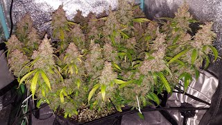 SLIDESHOW  Seed to Harvest  Super Lemon Haze Auto by Green House Seeds  2x2x3 Mini Tent Grow [upl. by Cressler]