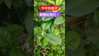 Osmanthus fragrans small white flowers May桂花，五月開始開花！ [upl. by Abel]