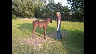 Spelen met paarden [upl. by Lohcin]