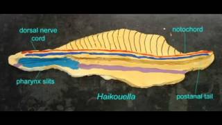 PL EXAM 1 NOTOCHORD IN CHORDATES [upl. by Ramses364]