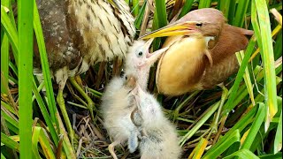 Baby Birds Strike To Demand Food From Their Parents  Birds Feeding Babies [upl. by Devona]