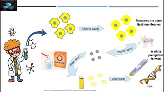 Discovery of DNA [upl. by Bremer]