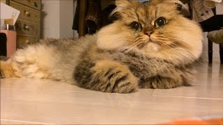 ノリノリになる猫  Groovy Cat ＊途中から音楽が流れます 音量にご注意下さい【ペルシャ猫よもぎ 33】 [upl. by Anyehs]