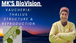 Vaucheria Thallus Structure amp Reproduction BSc Part 1 Botany [upl. by Ettenawtna317]