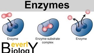 Enzymes and Catalysts [upl. by Roberta787]