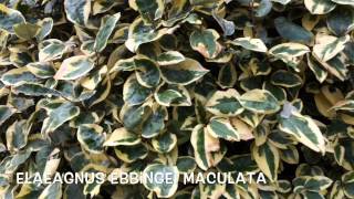 Elaeagnus x ebbingei maculata Garden Center online Costa Brava  Girona [upl. by Ettennaej]