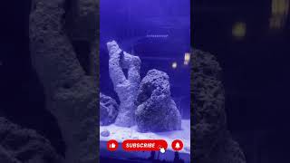 Short update on 4ft revamp tank shorts marineaquarium reefkeeper reeftank [upl. by Seligman]