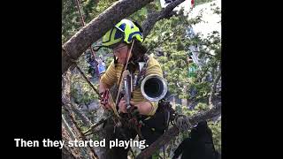 Meet the Twin Cities only treeclimbing brass band [upl. by Enale]