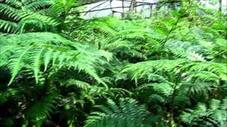 Cyathea cooperi Australian Tree Fern [upl. by Temhem]