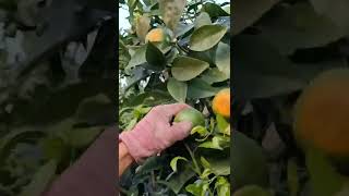 大家過來摘沃柑咯广西 农村生活 农村 田园生活 农村日常 中国 中国乡村 rurallife rural chinese fruit [upl. by Ahsonek]