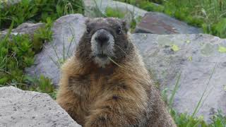 Alpine Animals How Marmots Use Hibernation to Survive in Extreme Environments [upl. by Yla]