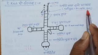 कक्षा12अध्याय6PART12tRNA की क्लोवर लीफ संरचना तथा 3D संरचना एवं rRNAribosomal RNA [upl. by Robena]