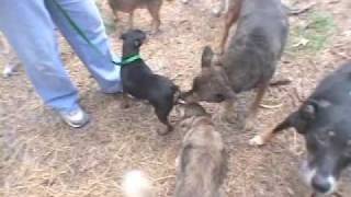 quotIm Alivequot puppy mill documentary FULL VERSION [upl. by Penland50]