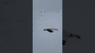 Large Avalanche on Scotch Bonnet  Cooke City  18 February 2024 [upl. by Vergne]