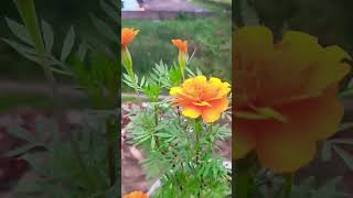 Marigold plant flowers motivation amazingfacts [upl. by Tzong]