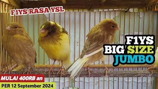 Paud Kenari F1 Yorkshire Big Size jumbo khusus borongan murah banget kenarijogja [upl. by Weismann]