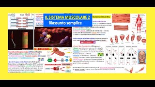 💪 IL SISTEMA MUSCOLARE 2 riassunto la contrazione muscolare muscoli scheletrici tipi di muscoli [upl. by Bannerman472]