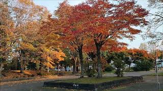 Autumn 🍁 in Obihiro Hokkaido Japan [upl. by Artemahs]