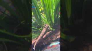 Nature  Whiptail Catfish [upl. by Nawd8]