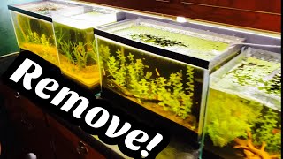 Remove Yellow Tannin Water from Aquarium [upl. by Williamson]