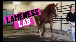 Lameness Lab 1 Is this horse lame [upl. by Ahoufe]