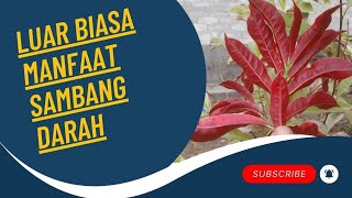 Tanaman Sambang Darah  Tanaman Hias Berkhasiat [upl. by Eromle]