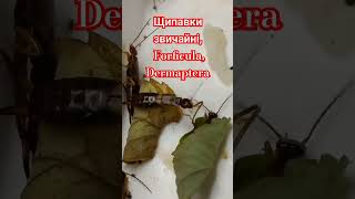 COMMON EARWIGS FORFICULA AURICULARIA DERMAPTERA Kyiv Ukraine Щипавка Вуховертка шкидлива чі Ні [upl. by Crofoot]