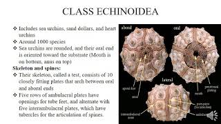 Phylum Echinodermata Class Echnoidea [upl. by Symer]