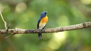 Tickells Blue Flycatcher call [upl. by Nnaegroeg]