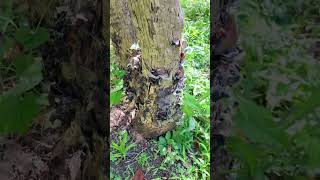 キクラゲ Wood ear mushrooms everywhere after rainy season [upl. by Iknarf]