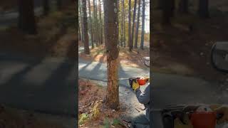 Felling a pine snag with the Stihl MS362 [upl. by Onitnelav]