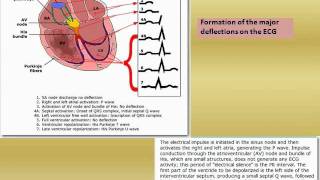 ECG tutorial Basic principles of ECG analysis 001 [upl. by Gunzburg]