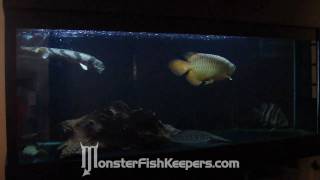 ezmans Monster Tank  MonsterFishKeeperscom  HD Quality [upl. by Noislla]