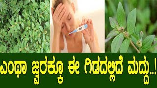 ಎಂಥಾ ಜ್ವರಕ್ಕೂ ಈ ಗಿಡದಲ್ಲಿದೆ ಮದ್ದು health benefits of euphorbia hirta [upl. by Ylrebmit297]