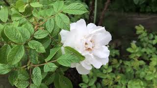 Blanc Double de Coubert Rugosa Rose in the Garden [upl. by Onateyac]