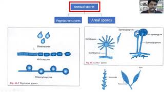 3 Reproduction and sporulation in fungus [upl. by Enialed422]