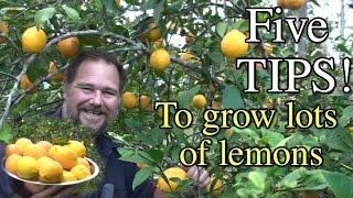 5 Tips How to Grow a Ton of Lemons on One Tree [upl. by Nannarb731]