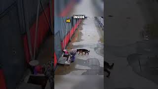 This is how a Dog SAVED his best Friend 🥹👏 shorts [upl. by Aehr]