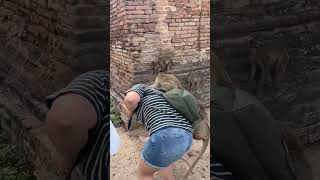 Monkey attack in lopburi thailand [upl. by Akselav]