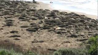 Elephant Seals mating San Simeon California [upl. by Mateusz]