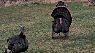 The Gobbler Tom Wingman and Jake following hens Strutting Full display [upl. by Rodoeht]