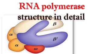 RNA polymerase structure in detail [upl. by Neiviv]