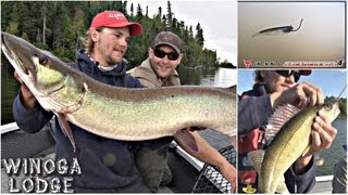 Lac Seul Pretty Musky amp Healthy Walleye  Uncut Angling  September 16 2013 [upl. by Bourke]