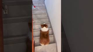 Corgis fighting to catch the kitten animals dog funny [upl. by Anohs630]