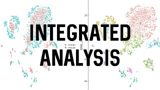 Integrated Analysis  scRNASeq Analysis in Seurat [upl. by Oicelem187]