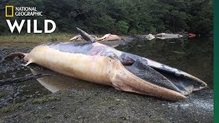 See What Happens After a Mass Whale Stranding  Nat Geo Wild [upl. by Haletta]