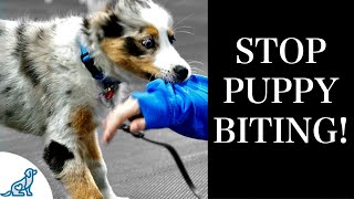 STOP Puppy Biting With These 7 Rules For Training [upl. by Wilkie]