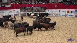 Metallic Rey Mink 2019 NCHA Open Futurity Finals [upl. by Akirea]